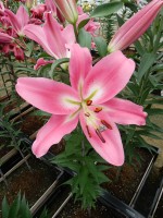 [4163 Labrador Mak No02.JPG]